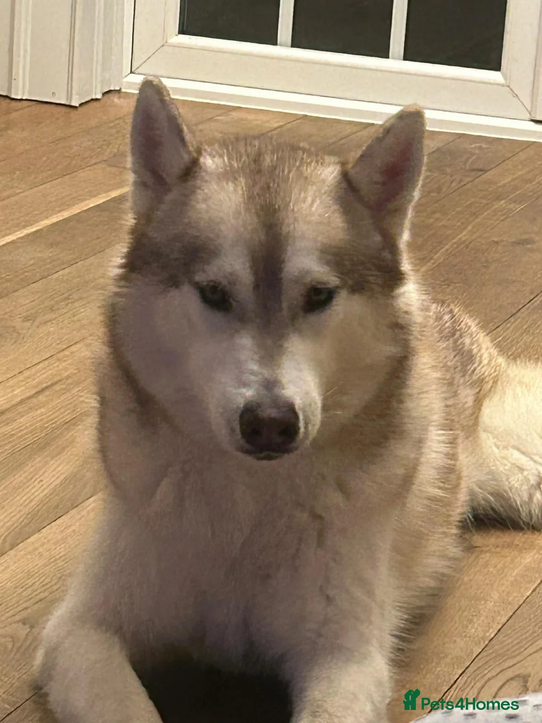 Siberian Husky dogs for sale: Rehome: ONLY GENUINE ENQUIRIES. KC REG - Advert 1