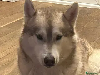 Siberian Husky dogs Rehome: ONLY GENUINE ENQUIRIES. - Advert 2