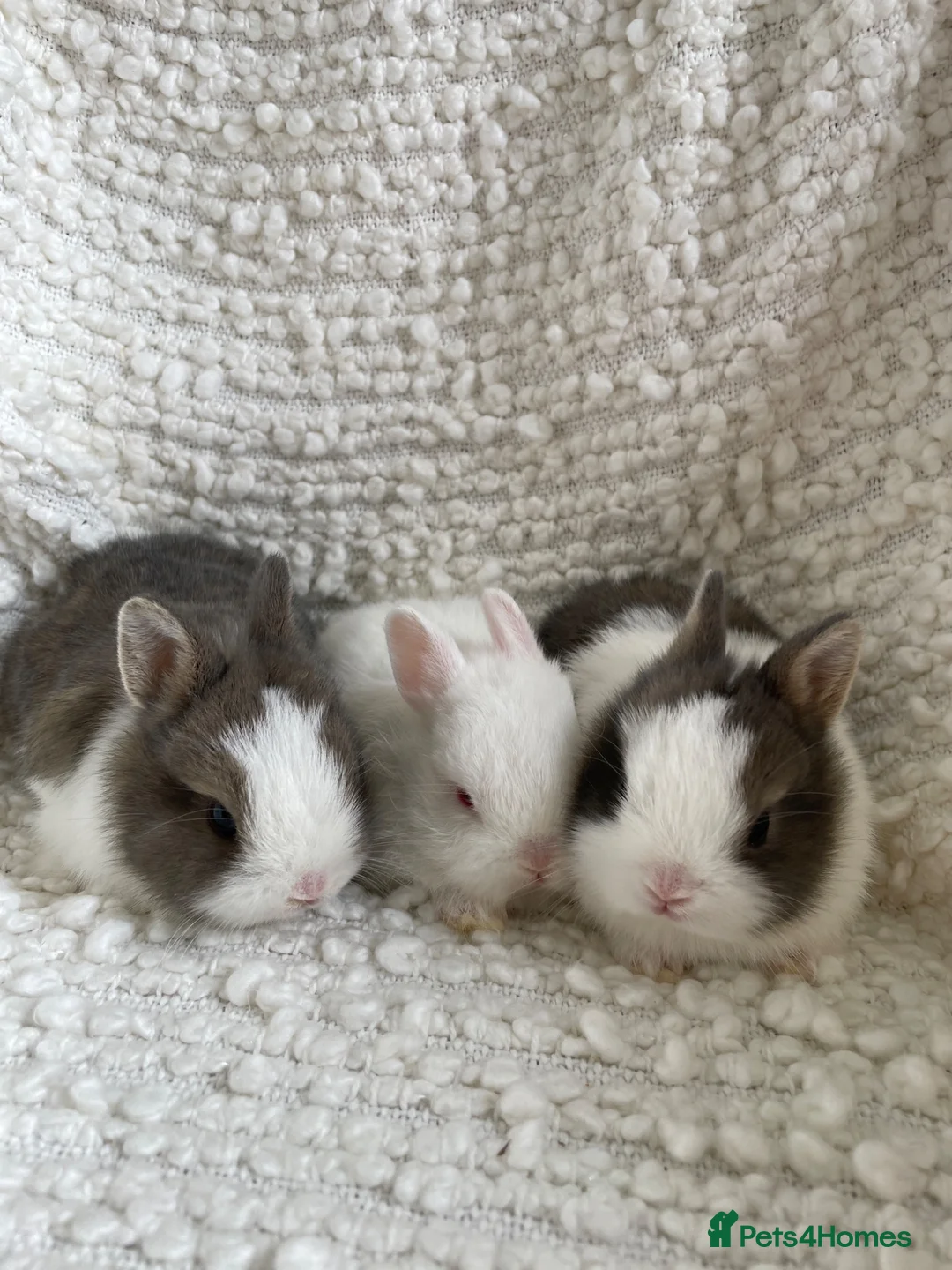 Netherland Dwarf rabbits for sale: Cute, sweet Netherland dwarf bunnies (pure breed) - Advert 1