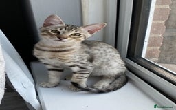 Chausie cats for sale: Savannah x chausie  - Image 4