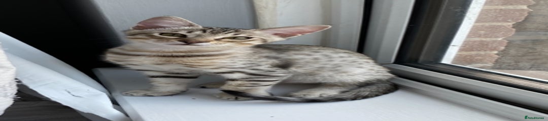 Chausie Kitten 2