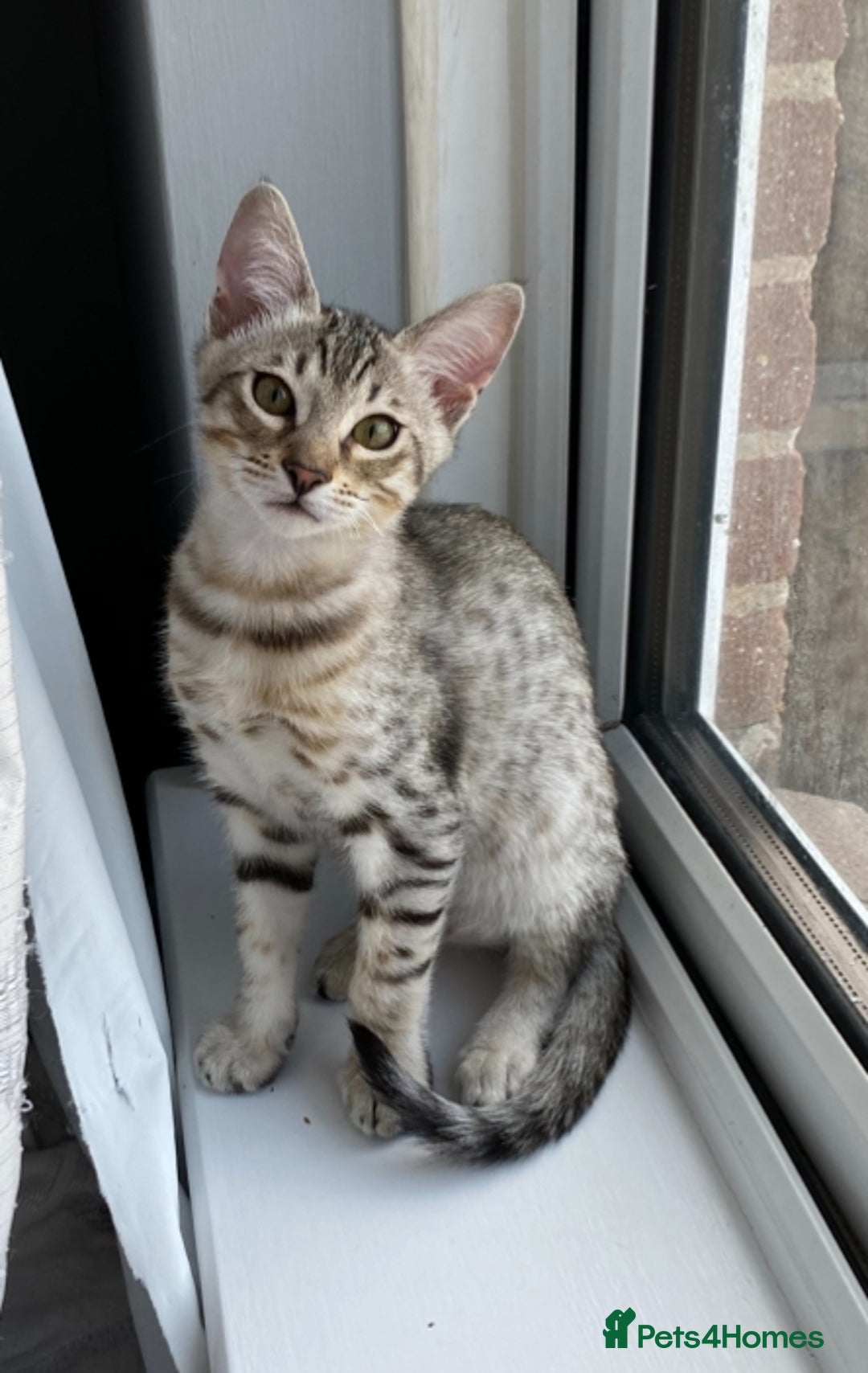 Chausie cats for sale: Savannah x chausie  - Image 4