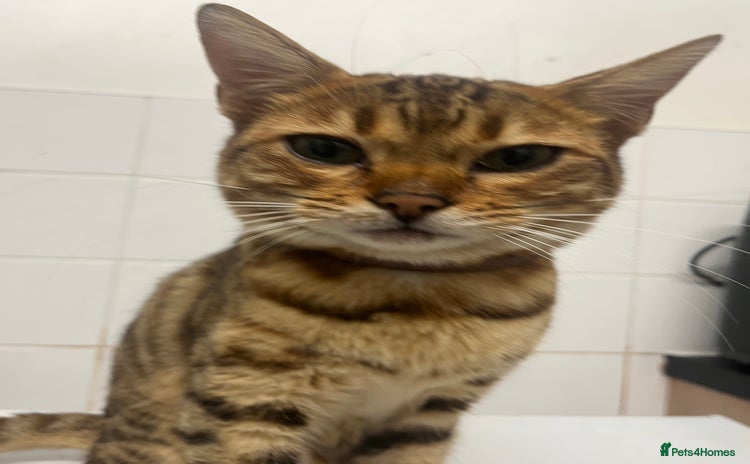 Bengal cats - Advert 1