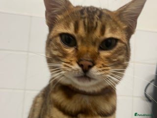 Bengal cats - Advert 1