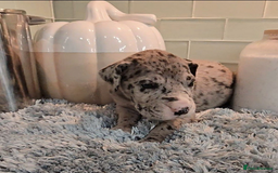 Great Dane dogs for sale: Kc & Beautiful Litter of Chunky Great Dane Puppies - Advert 11