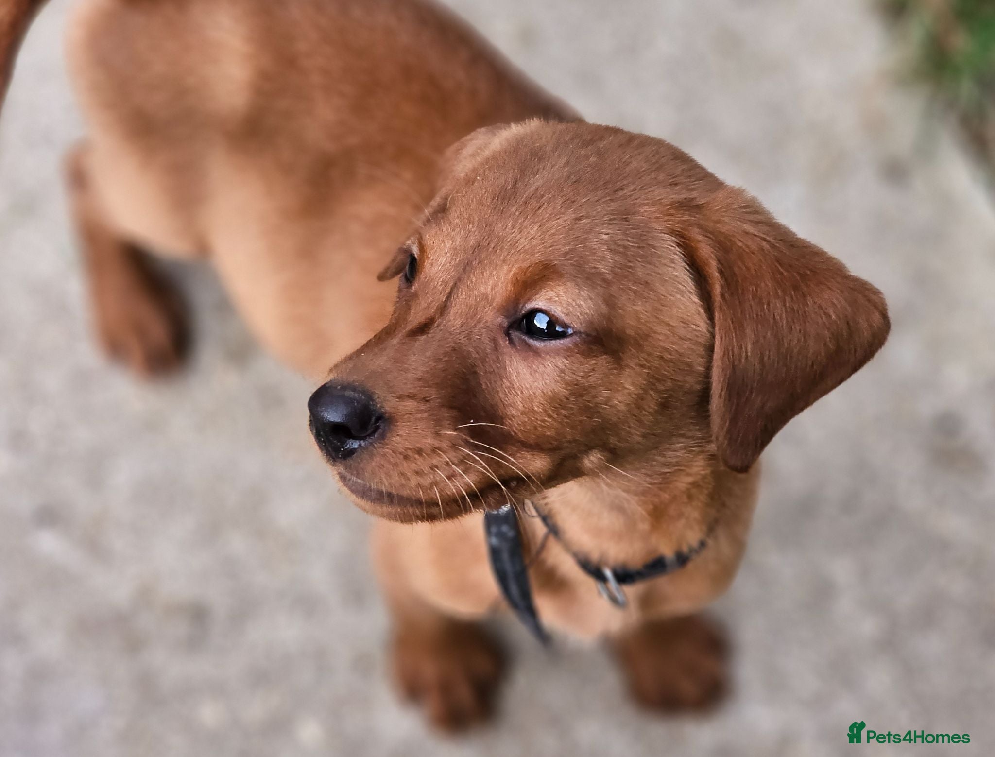 Labrador Retriever dogs Last puppy left 8 weeks old - Advert 1