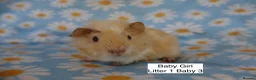 Guinea Pig rodents for sale: A tiny bundle of squeaks and love! in Glossop - Advert 4