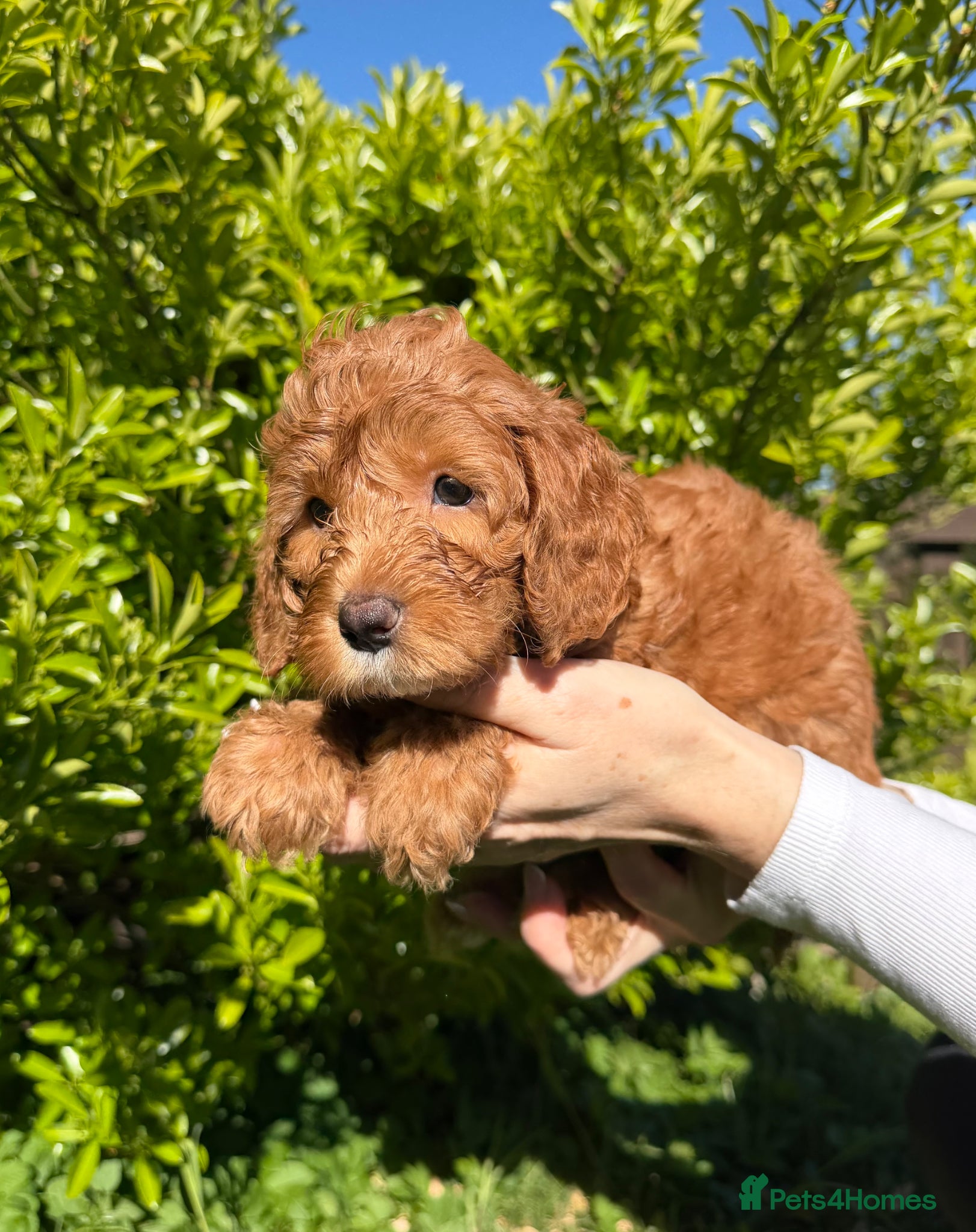 Cavapoo dogs Health Tested cavapoos- males-DNA tested parents - Advert 2