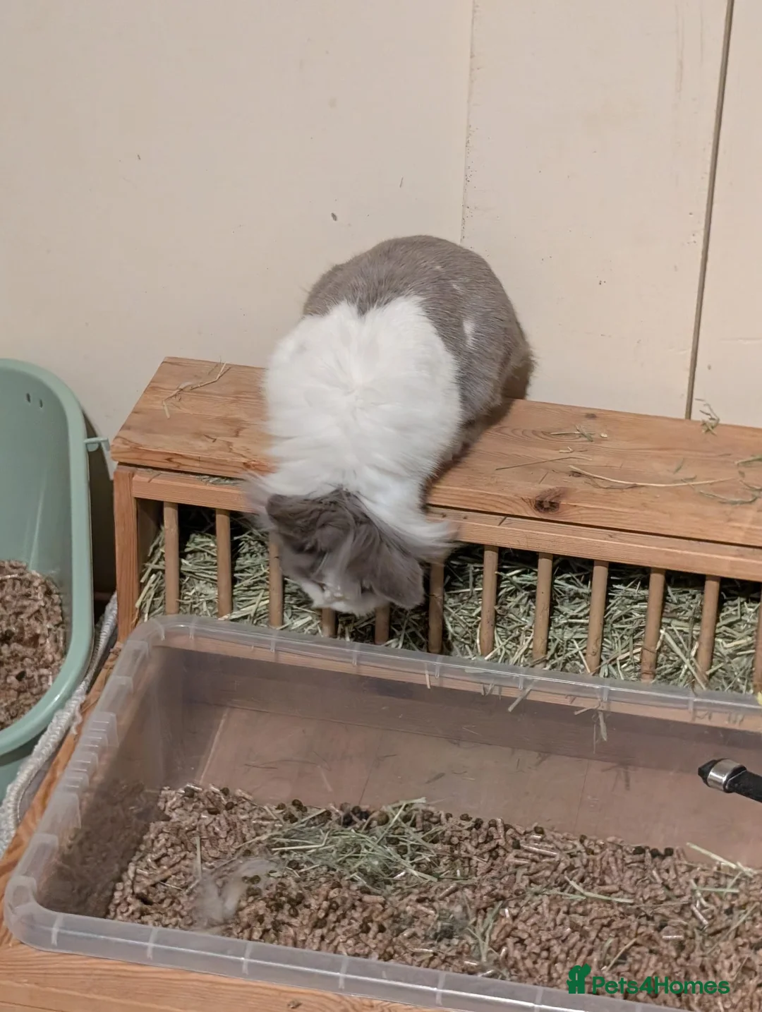 Lionhead rabbits for sale: Home needed for beautiful female bunny - Advert 5