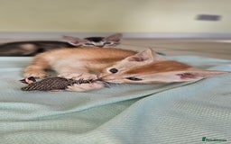 Abyssinian cats for sale: Abyssinian and Bengal x kittens 😻 - Image 15