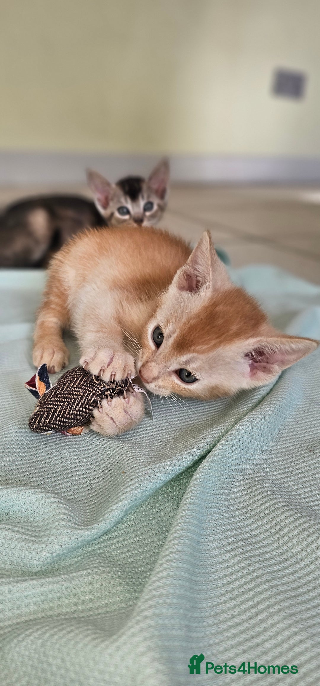 Abyssinian cats for sale: Abyssinian and Bengal x kittens 😻 - Image 15