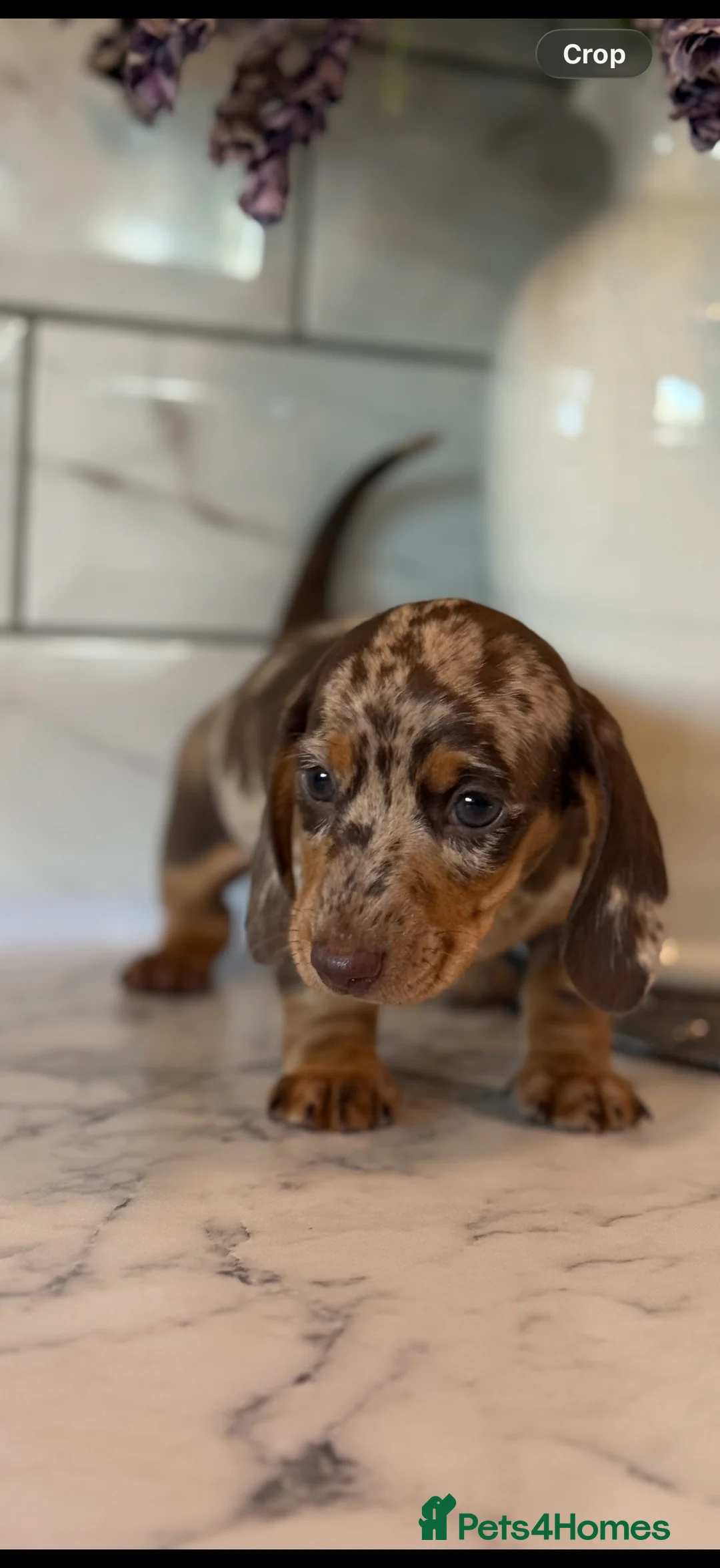 Miniature Dachshund dogs for sale: 🎀 SHOW QUALITY KC REGISTERED MALES AND FEMALES 🎀 - Advert 9