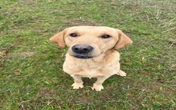 Mixed Breed dogs for sale: 1 female pup remaining. - Image 2