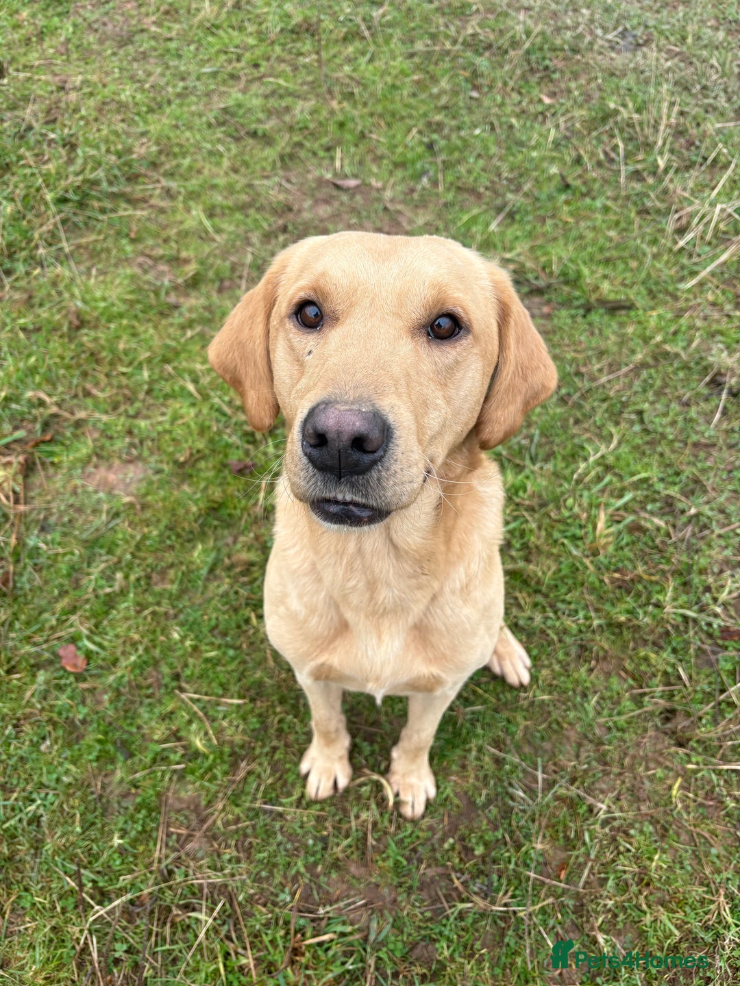 Mixed Breed dogs for sale: 1 female pup remaining. - Image 2