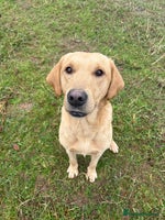 Mixed Breed dogs - Advert 3