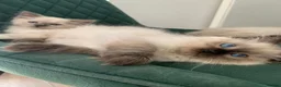 Ragdoll cats for sale: BEAUTIFUL RAGDOLL KITTENS READY NOW  - Advert 7