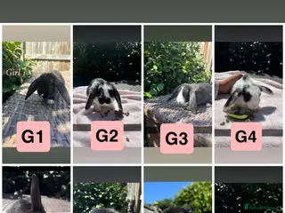 Mini Lop rabbits 8 Mini lop babies!! - Advert 1