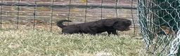 Double Doodle dogs for sale: Labradoodle/Sproodle X - Advert 13