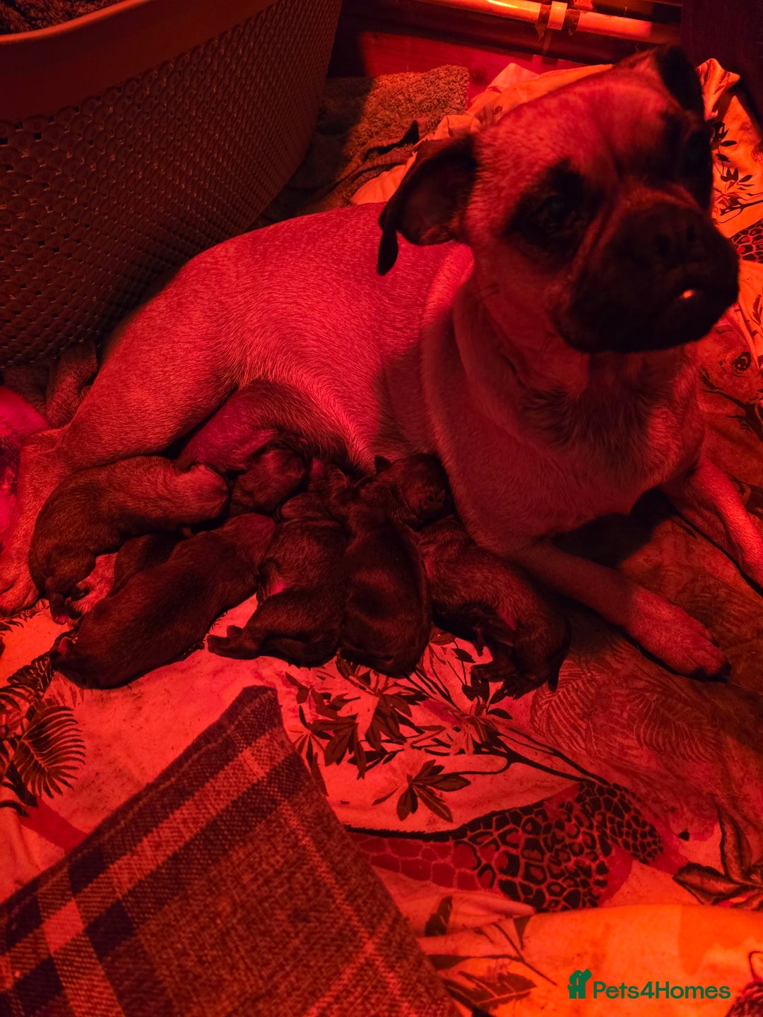 Puggle dogs for sale: Last female puppy left  - Image 5