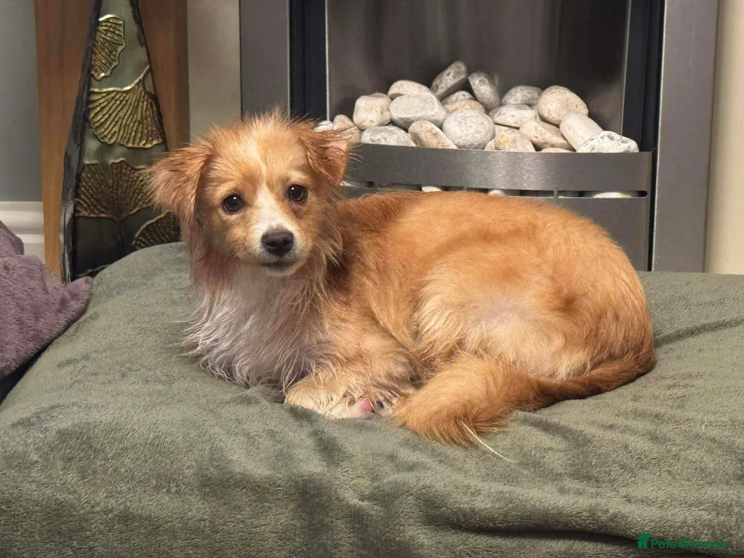 Mixed Breed dogs for adoption: Happy Harmony - Advert 2