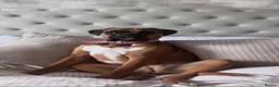 Boxer dogs for sale: Boxer puppies for sale  in Axbridge - Advert 1
