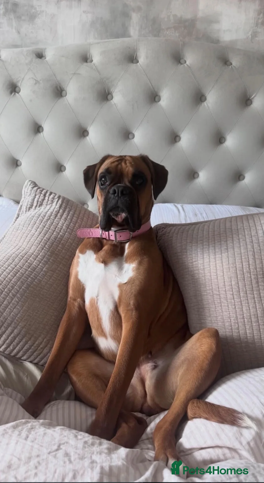 Boxer dogs for sale: Boxer puppies for sale  in Axbridge - Advert 1