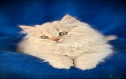 British Longhair cats for sale: Champion line kittens with excellent pedigrees - Image 14