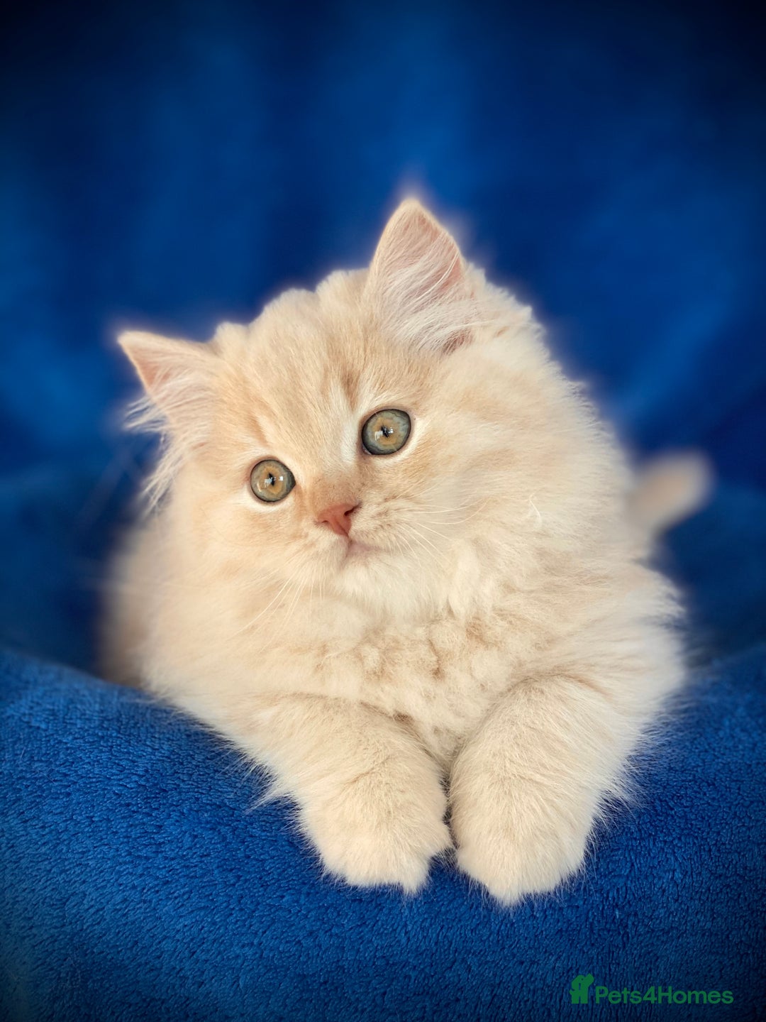 British Longhair cats for sale: Champion line kittens with excellent pedigrees - Image 14