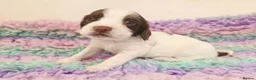 English Springer Spaniel dogs for sale: KC Homebred Health Tested Vet Social Pups 🩷 - Advert 3