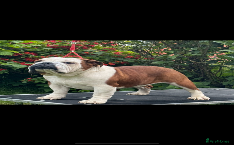 English Bulldog dogs - Advert 2