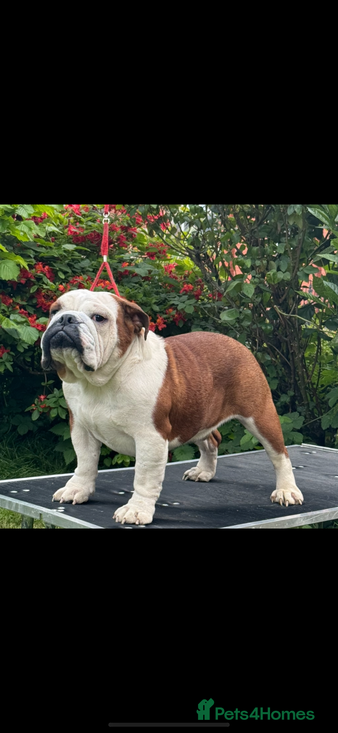 English Bulldog dogs for stud: Britishpride lines stud  - Image 1