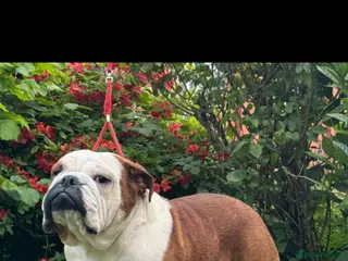 English Bulldog dogs Britishpride lines stud - Advert 9