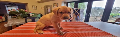 Labrador Retriever 5