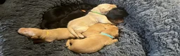 Labrador Retriever dogs for sale: Totally adorable, healthy and great line puppies - Advert 7