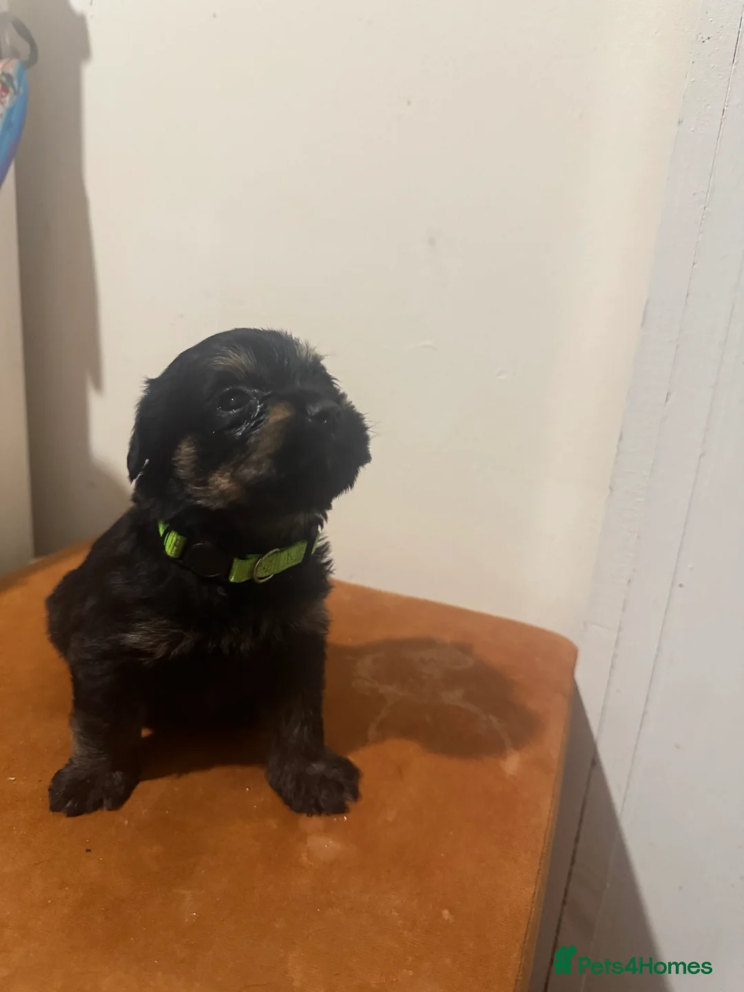 Mixed Breed dogs for sale: Rottweiler cross puppies - Advert 15