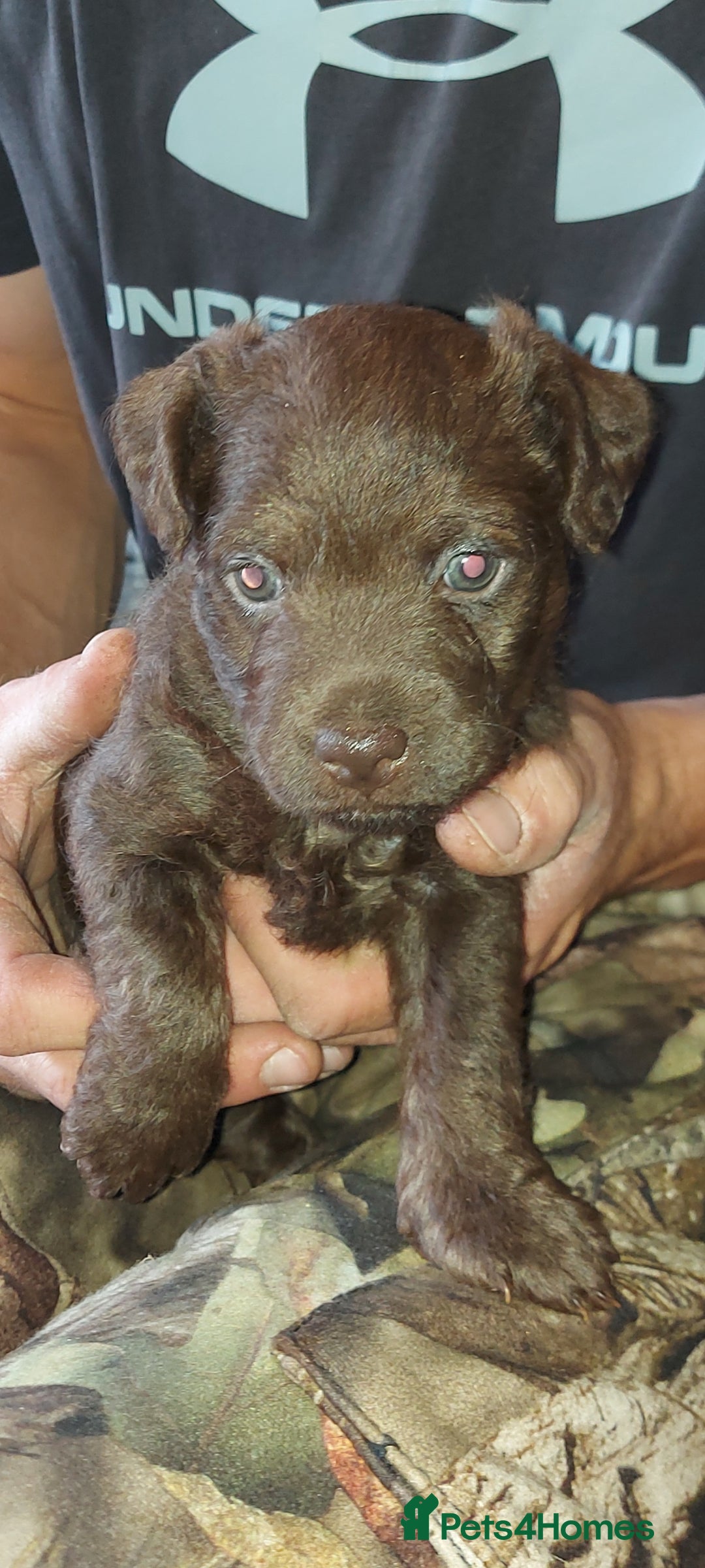 Patterdale Terrier dogs for stud: Patterdale terrier for stud  - Image 6