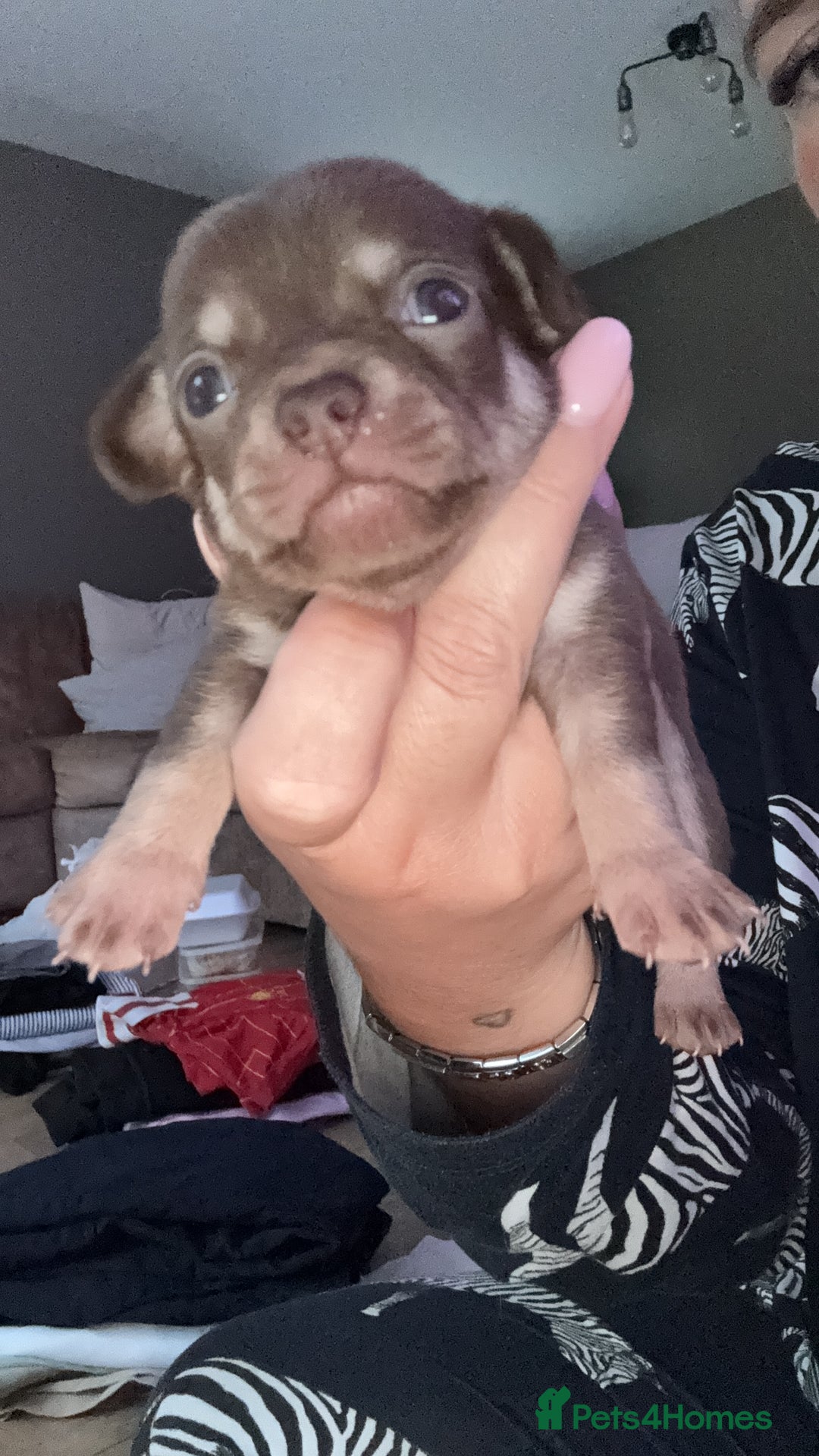 Chihuahua dogs for sale: Beautiful chihuahua pups - Image 7