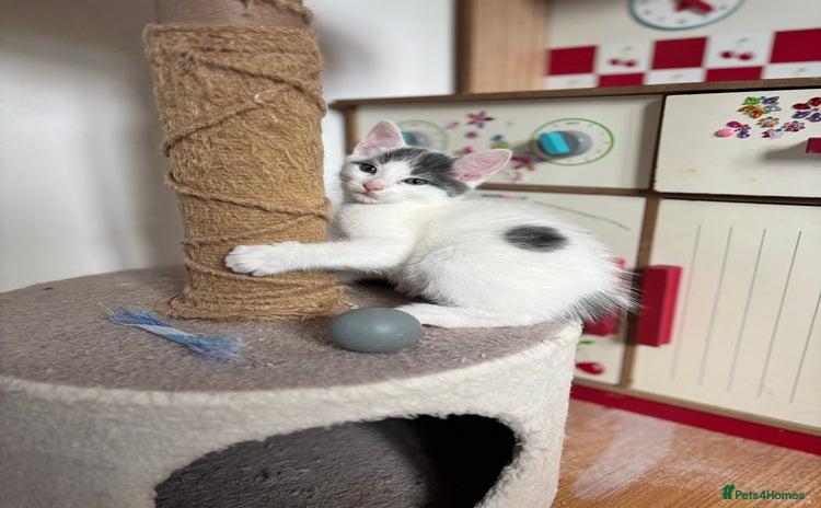 Mixed Breed cats - Advert 4