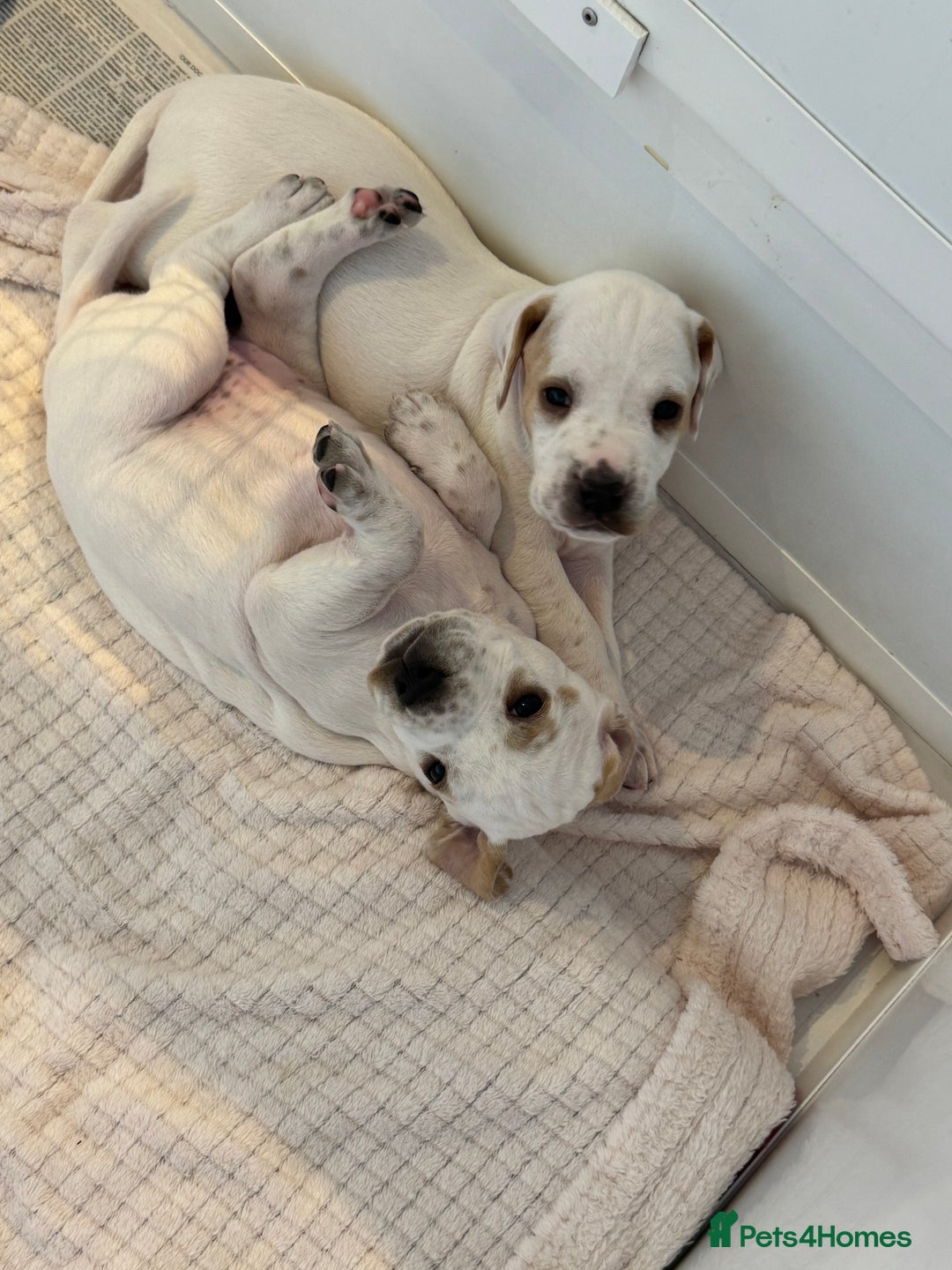 Pointer dogs for sale: Beautiful litter of Top Quality Pointer Puppies - Advert 5