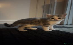 Mixed Breed cats for sale: mixed breed male cat - Image 1