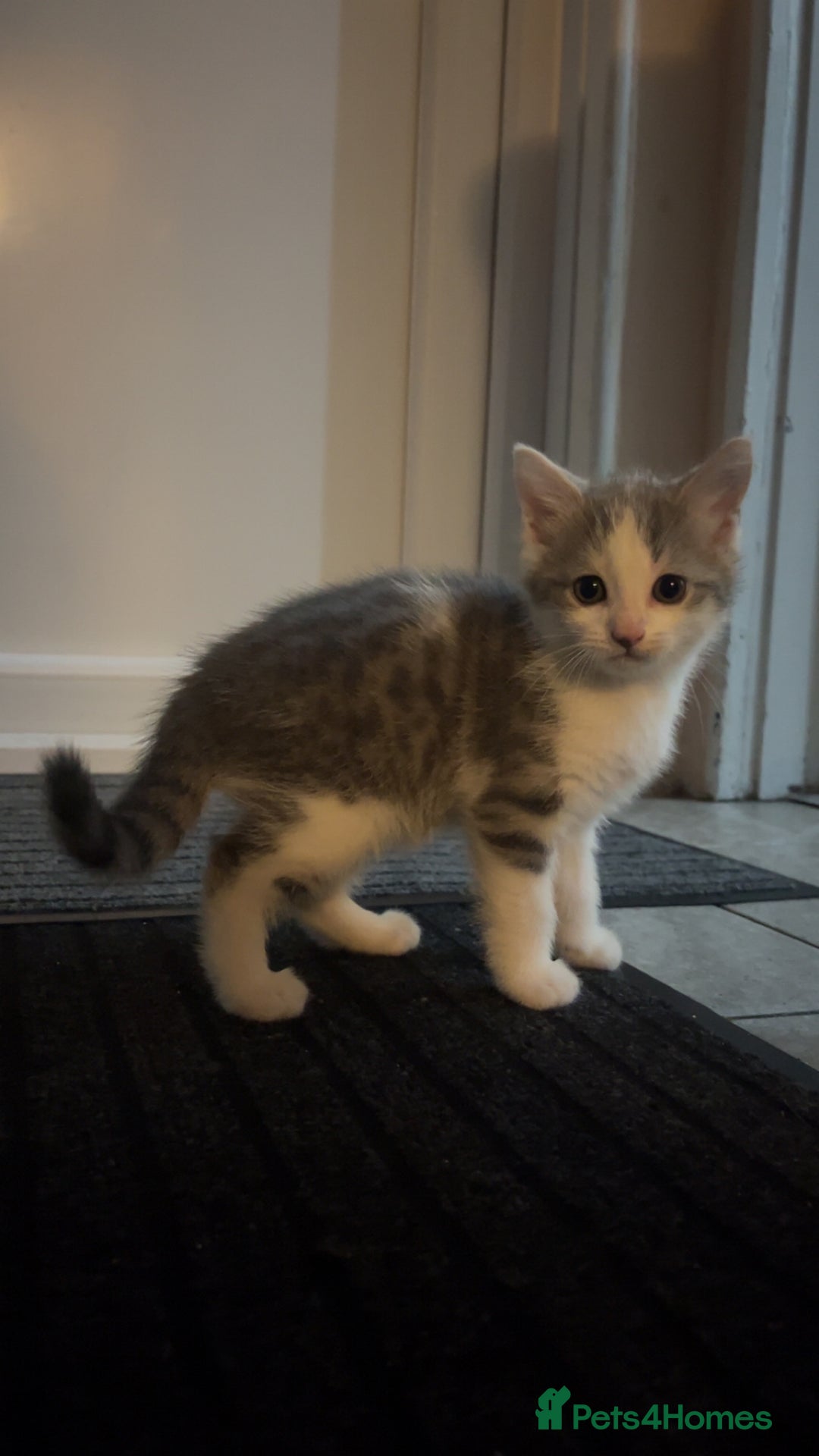 Mixed Breed cats for sale: mixed breed male cat - Image 1