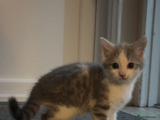 Mixed Breed cats - Advert 4