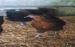 Chickens poultry for sale: Hybrid pullets available  - Image 12