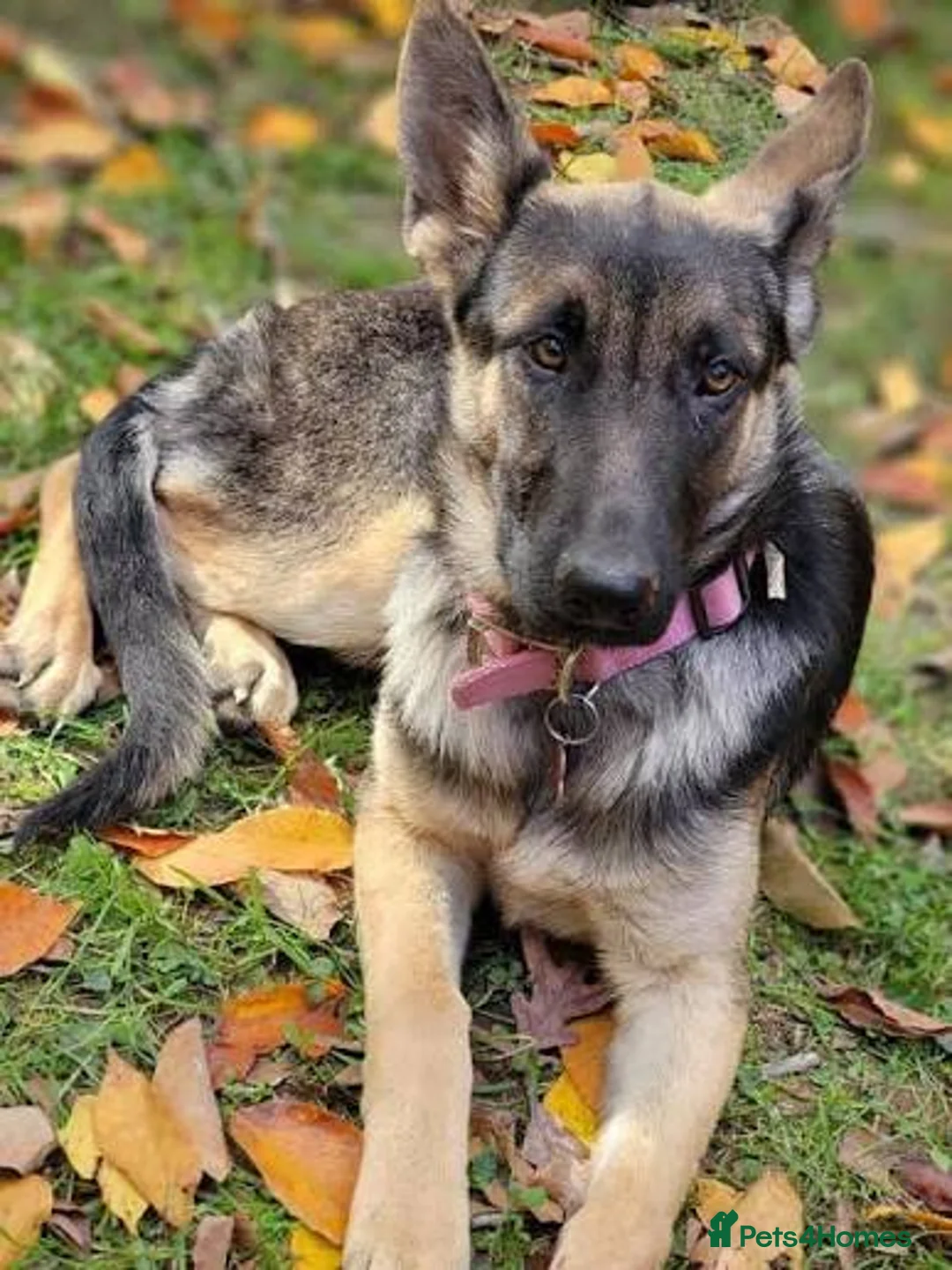 Mixed Breed dogs for sale: German Shepard cross lurcher dog in Stoke-on-Trent - Advert 2