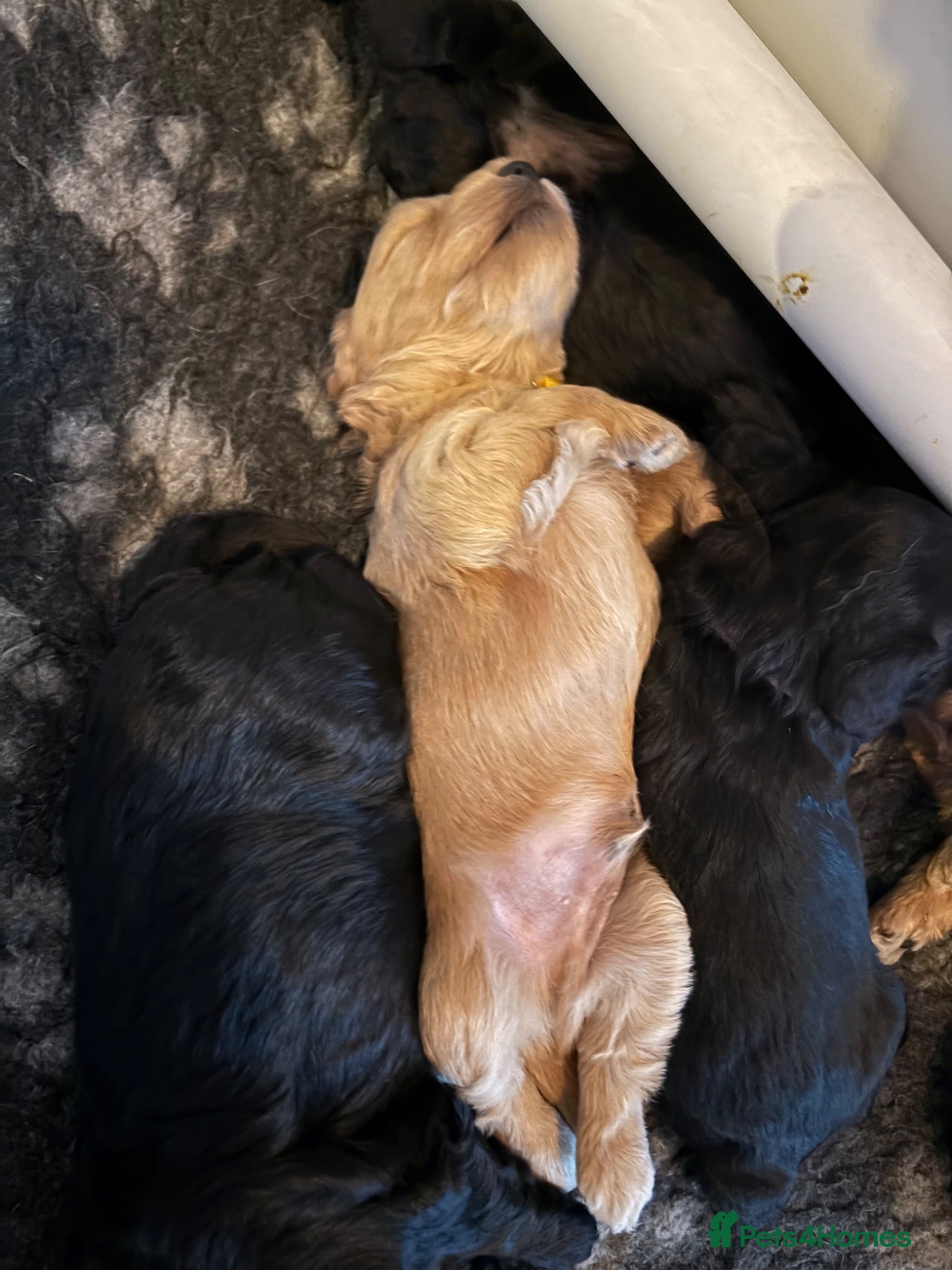 Mixed Breed dogs Delightful Schnockerpoo Puppies  - Advert 2