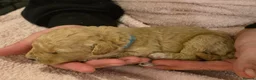 Cockapoo dogs for sale: Beautiful F1B Cockapoos 🐶 - Advert 32