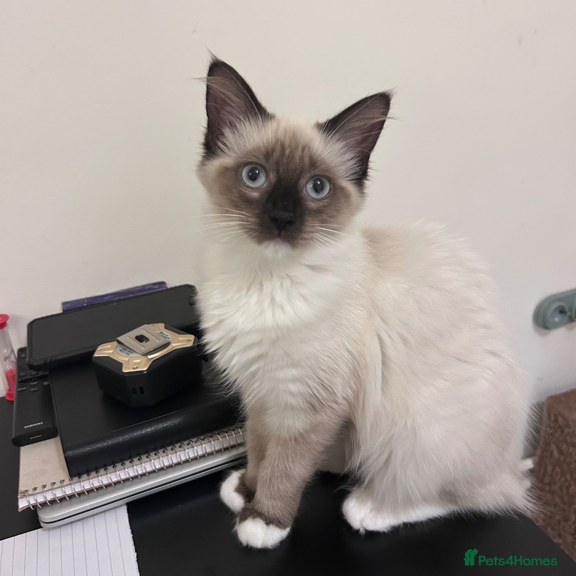 Ragdoll cats Stunning floppy Ragdoll kittens💙&🩷 - Advert 3