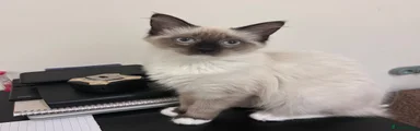 Ragdoll 4