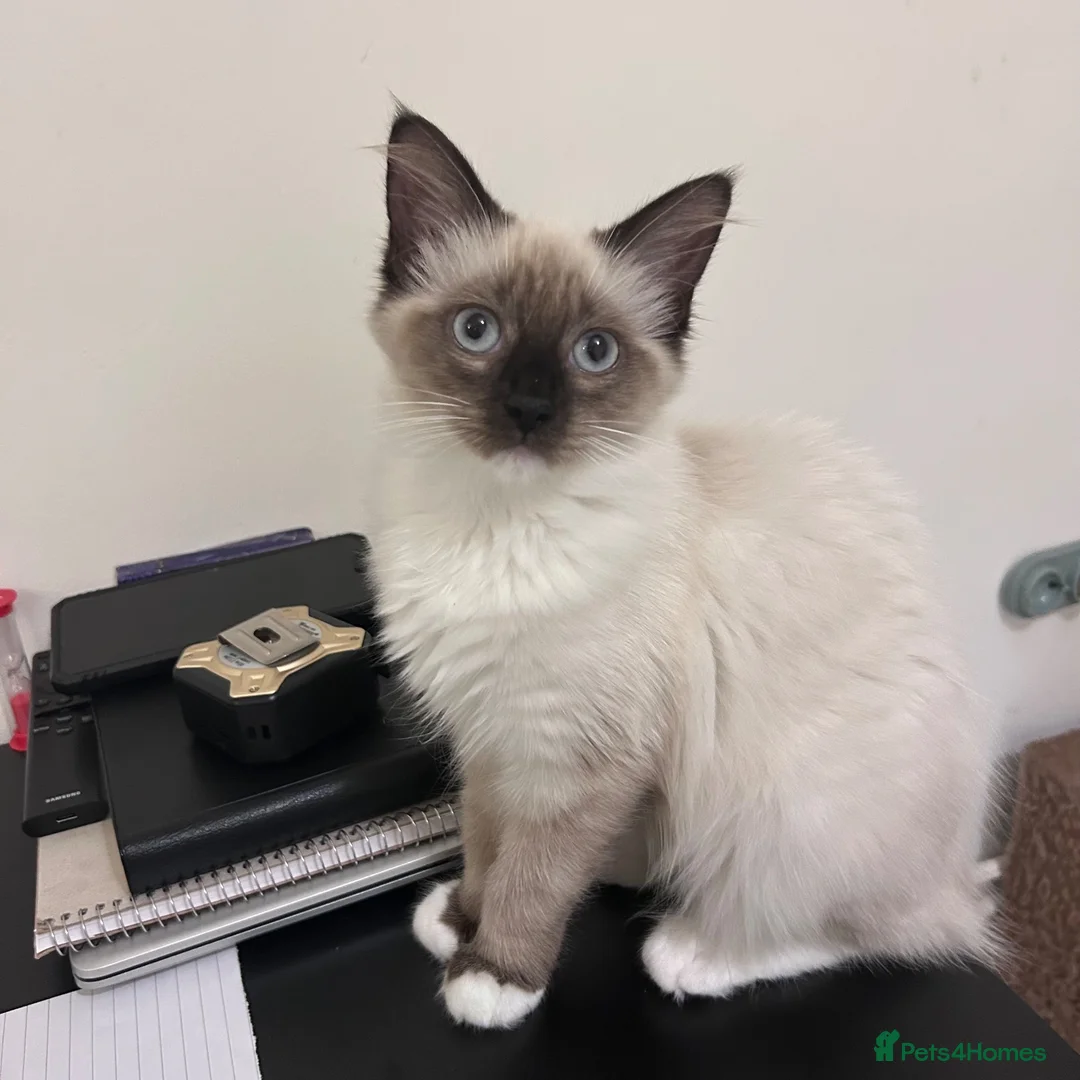 Ragdoll cats for sale:  floppy Ragdoll kittens1 male💙&1 female🩷 left  - Advert 2
