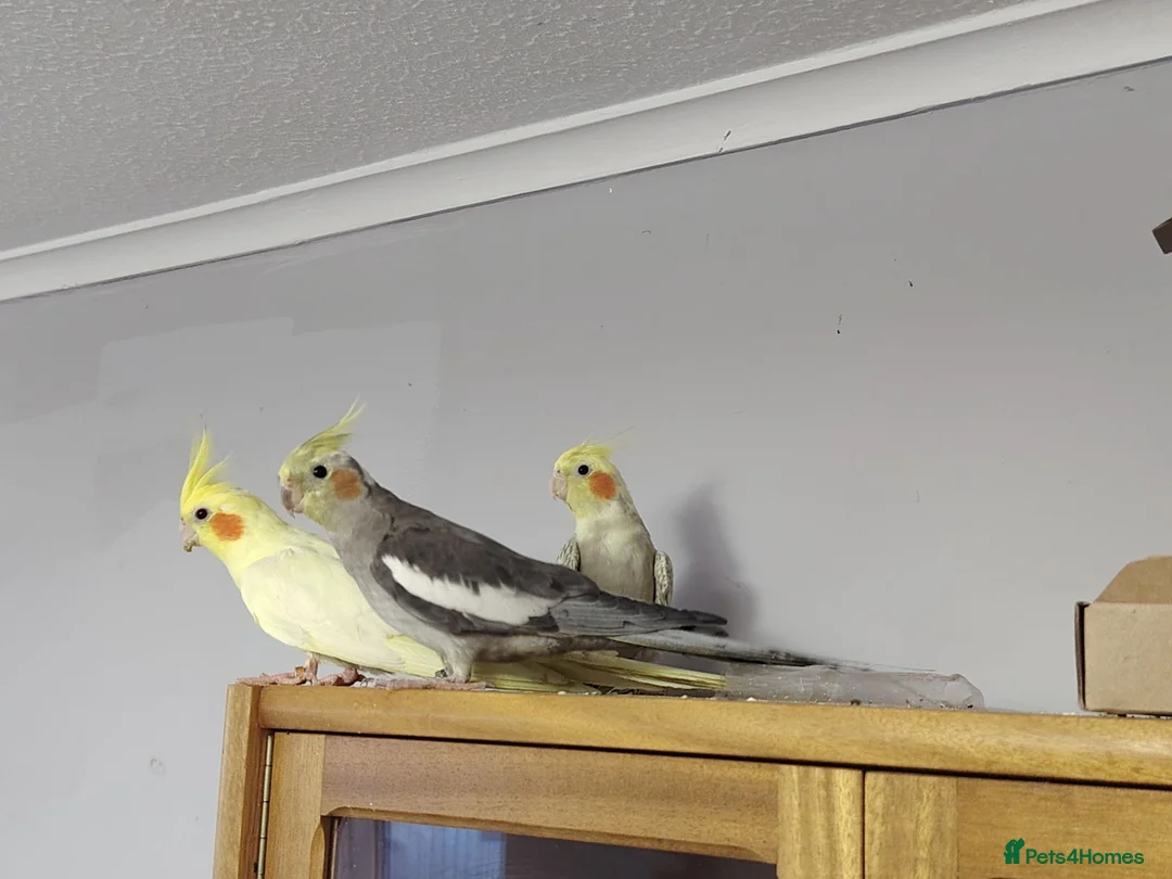Cockatiels birds for sale: 3 Cockatiels, 1 grey male and 2 females  in Ipswich - Advert 5